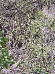 Ribes malvaceum malvaceum