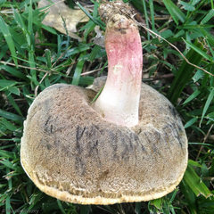 Caloboletus inedulis