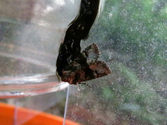 Lacinipolia explicata