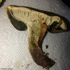 Caloboletus inedulis