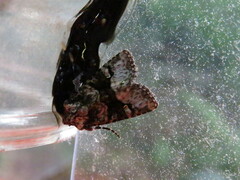 Lacinipolia explicata