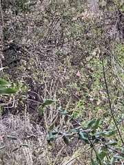 Ribes malvaceum malvaceum