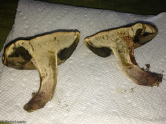 Caloboletus inedulis