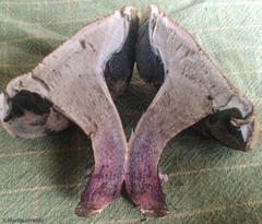 Caloboletus inedulis