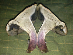 Caloboletus inedulis