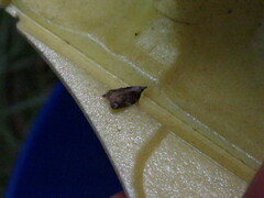 Platynota exasperatana