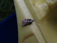 Platynota exasperatana