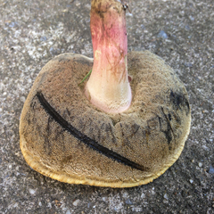 Caloboletus inedulis