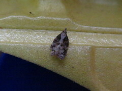 Platynota exasperatana