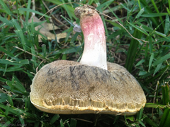 Caloboletus inedulis