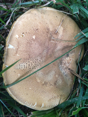 Caloboletus inedulis