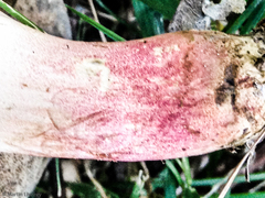 Caloboletus inedulis