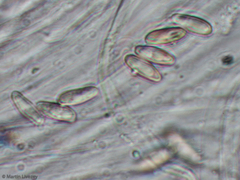 Caloboletus inedulis