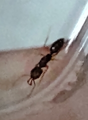 Anochetus