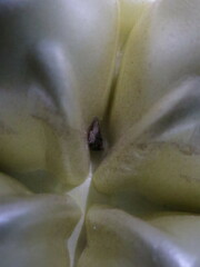 Platynota exasperatana