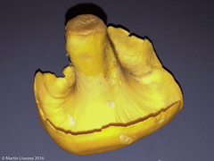 Cantharellus lateritius