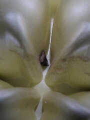 Platynota exasperatana