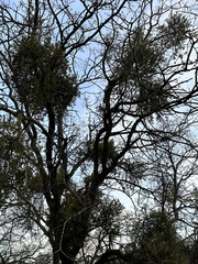 Phoradendron villosum