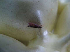 Dichrorampha bittana