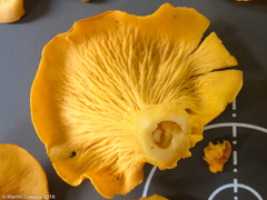 Cantharellus lateritius