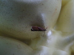 Dichrorampha bittana