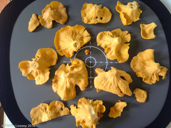 Cantharellus lateritius