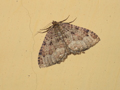 Triphosa dubitata