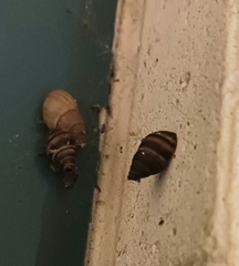 Bulimulus guadalupensis