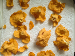 Cantharellus lateritius