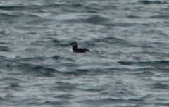 Fratercula corniculata