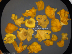 Cantharellus lateritius