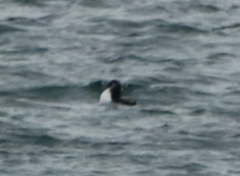 Fratercula corniculata