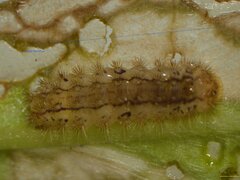 Pollanisus trimacula