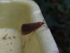 Virbia opella