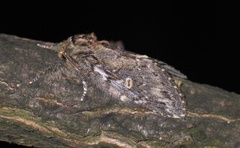 Peridea anceps