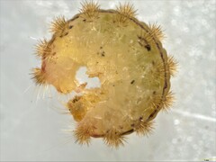 Pollanisus trimacula