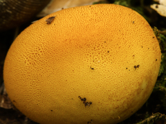 Calvatia rubroflava
