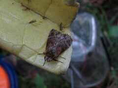 Dasylophia thyatiroides