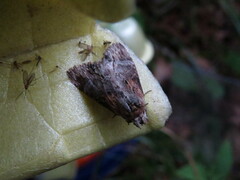 Dasylophia thyatiroides