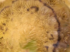 Pollanisus trimacula