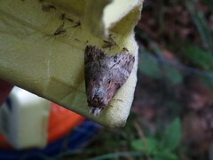 Dasylophia thyatiroides