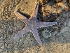 Astropecten