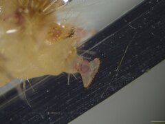 Pollanisus trimacula