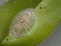 Pollanisus trimacula