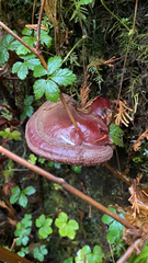 Ganoderma oregonense