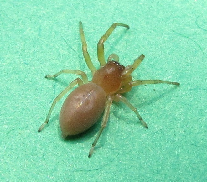 corinnid sac spiders