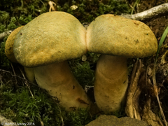 Gyroporus cyanescens