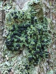 Mycoblastus sanguinarius