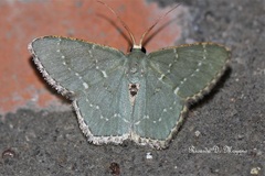 Chloropteryx languescens