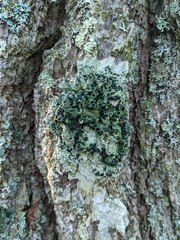 Mycoblastus sanguinarius